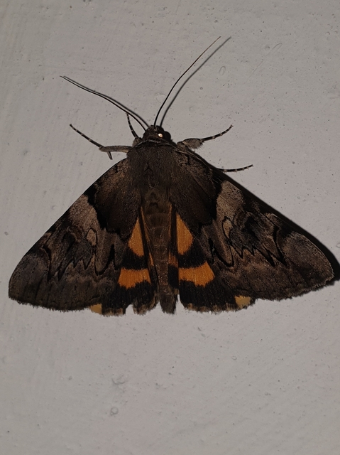 Catocala fulminea - galagonya-övesbagoly