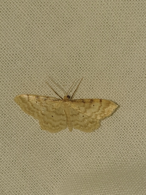Idaea fuscovenosa - szürkeszélű apróaraszoló