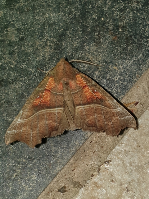 Scoliopteryx libatrix - vörös csipkésbagoly