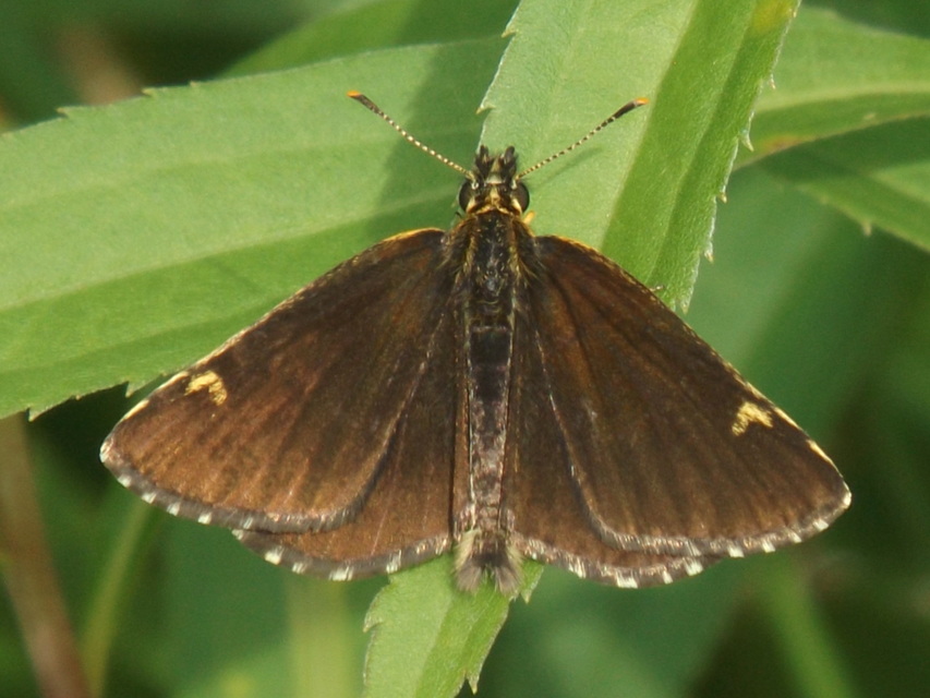 Heteropterus morpheus - tükrös busalepke