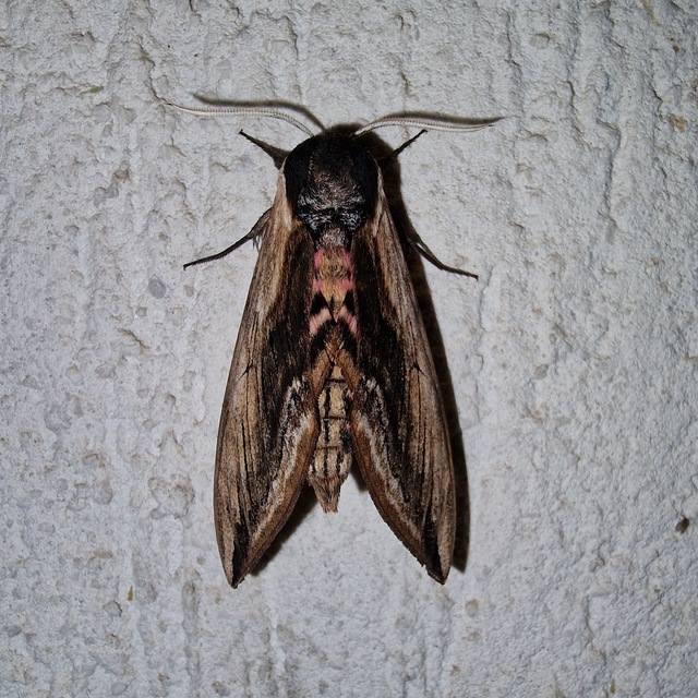 Sphinx ligustri - fagyalszender