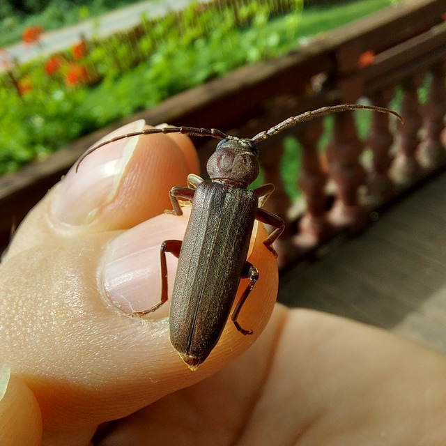 Arhopalus rusticus - gödrösnyakú cincér
