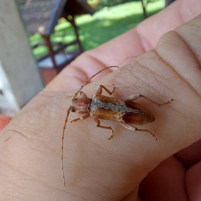 Trichoferus pallidus - sápadt éjicincér