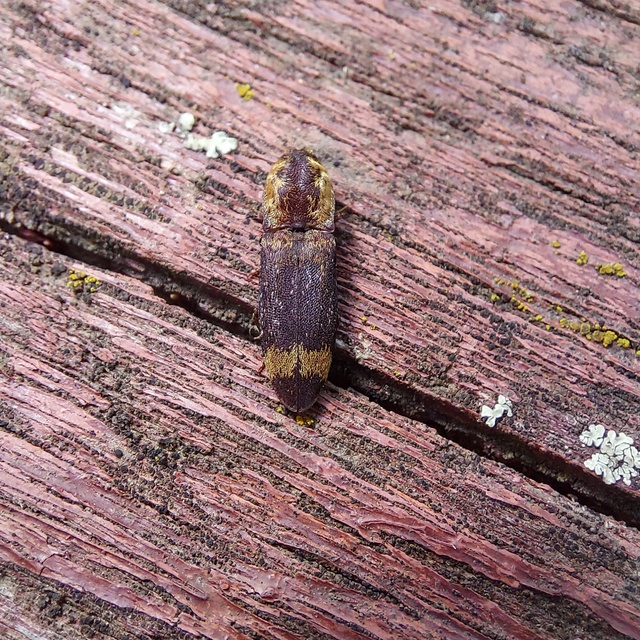 Lacon querceus - tarka pikkelyespattanó