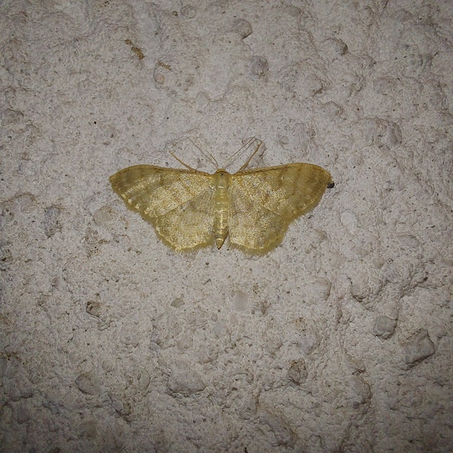 Idaea dilutaria - napvirág-apróaraszoló