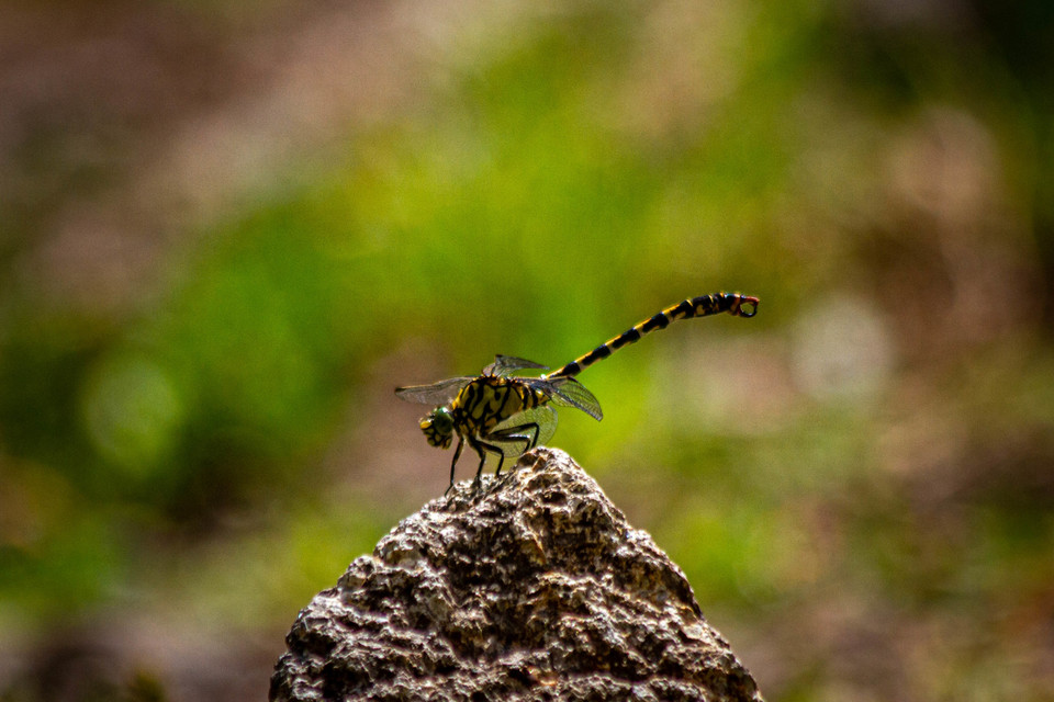 Onychogomphus forcipatus - gyűrűs folyami-szitakötő