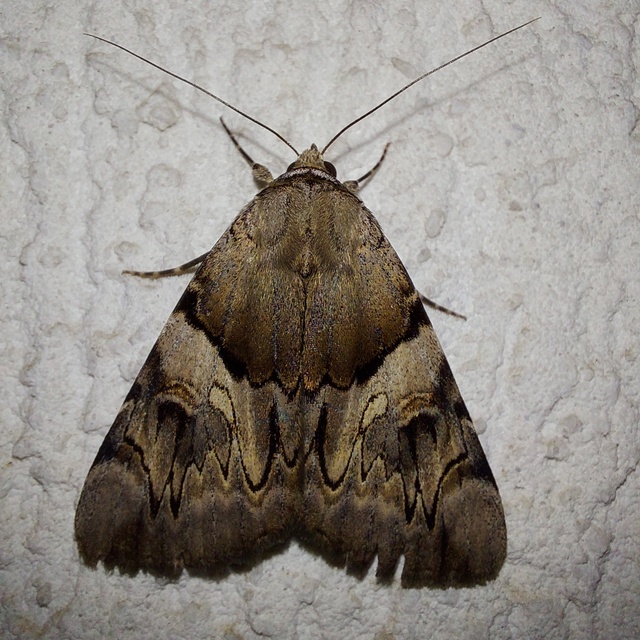 Catocala fulminea - galagonya-övesbagoly