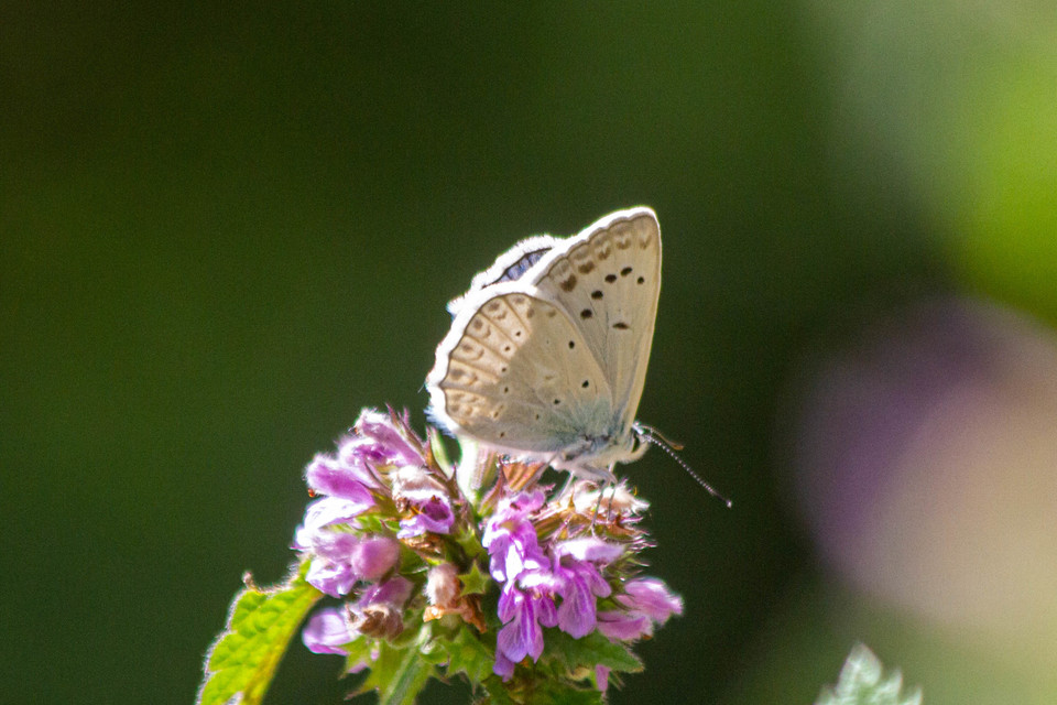 Polyommatus daphnis - csipkés boglárka