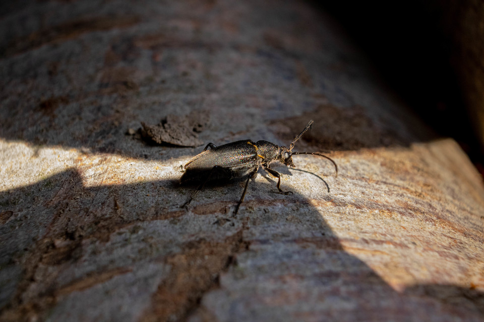 Stictoleptura scutellata - hegyi virágcincér