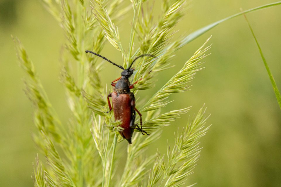 Stictoleptura erythroptera - bordó virágcincér
