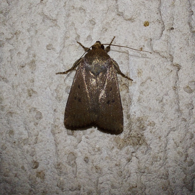 Amphipyra tragopoginis - bakszakállbagoly