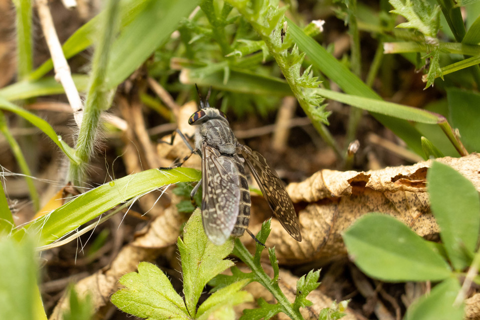 Haematopota