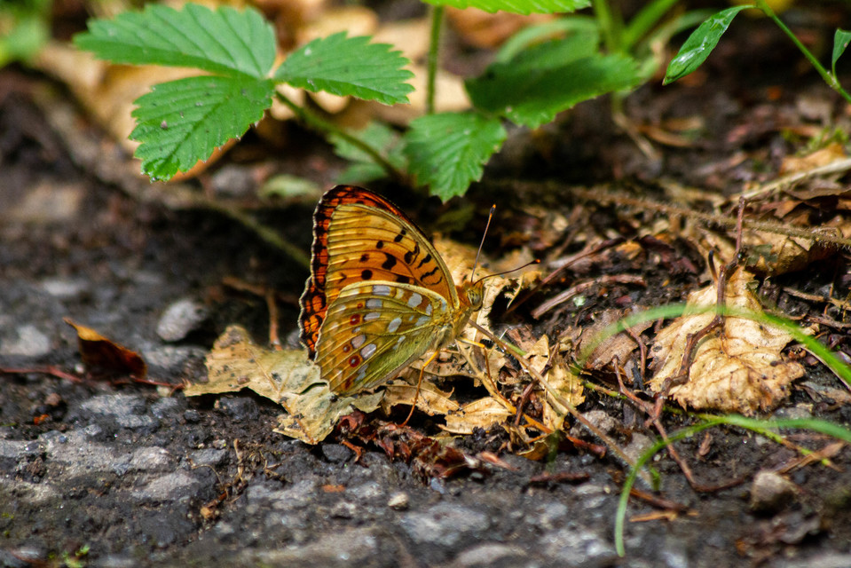 Argynnis adippe - ezüstös gyöngyházlepke