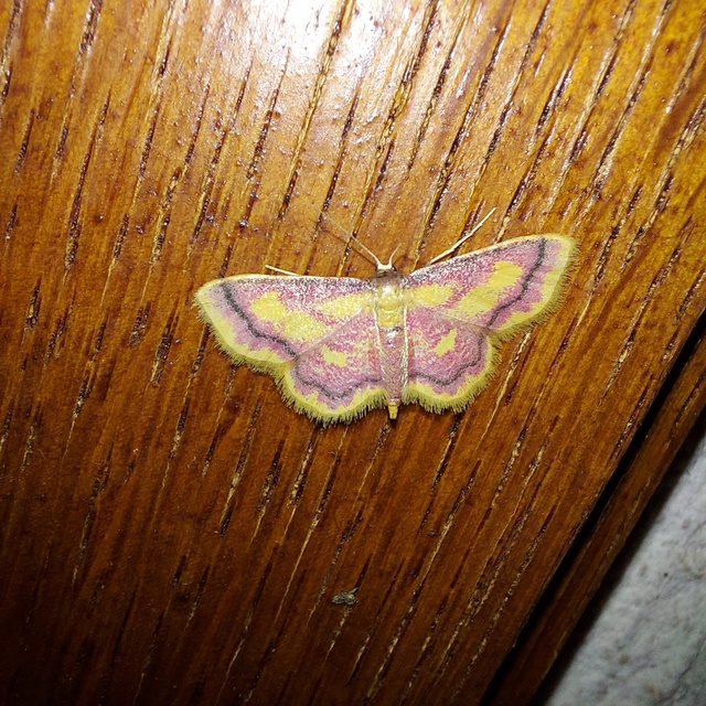 Idaea muricata - mocsári pirosaraszoló