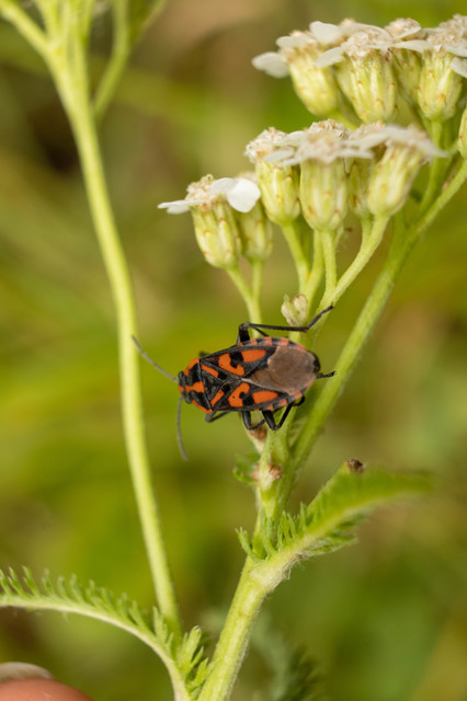 Spilostethus saxatilis - virágbodobács