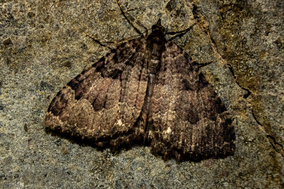 Triphosa dubitata - kutyabenge-araszoló