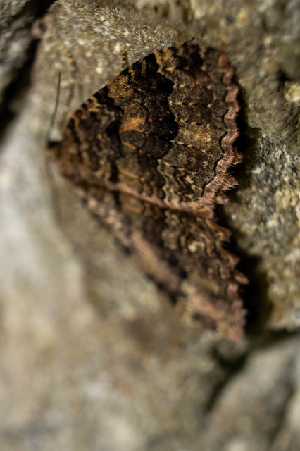 Triphosa dubitata - kutyabenge-araszoló