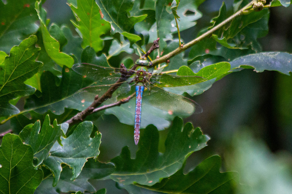 Anax imperator - zöld óriásacsa
