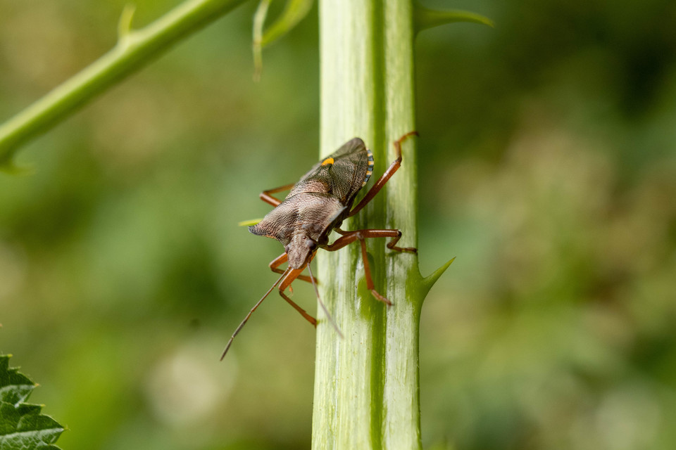 Pentatoma rufipes - vöröslábú címerespoloska Pentatoma rufipes - vöröslábú címerespoloska
