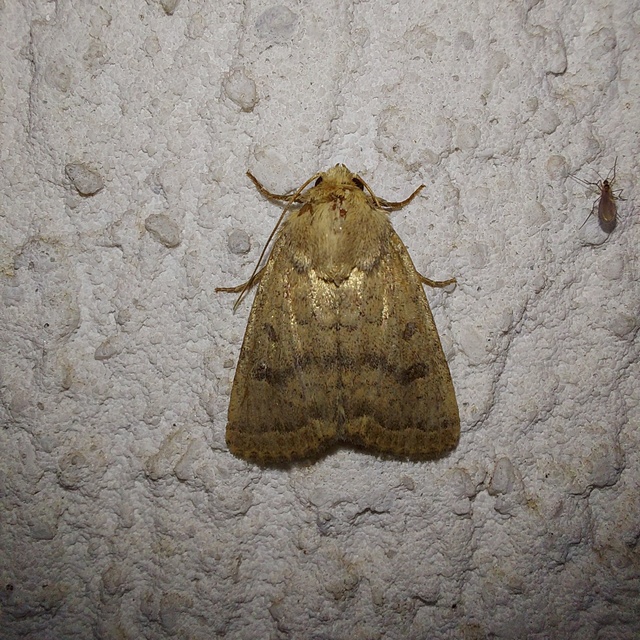 Hoplodrina octogenaria - barna selymesbagoly