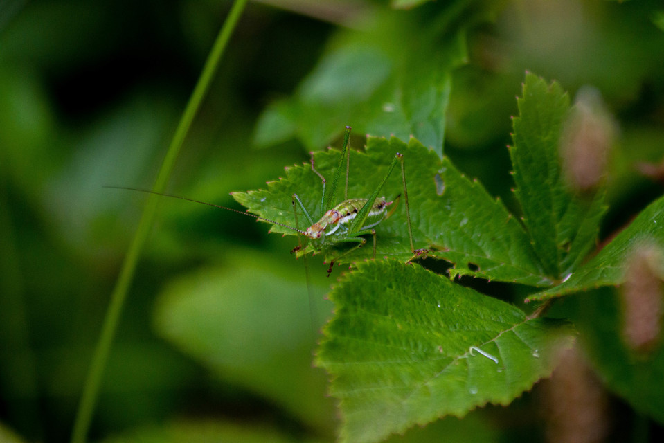 Leptophyes albovittata - közönséges virágszöcske
