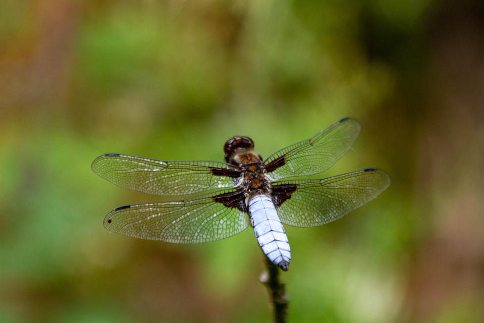 Libellula depressa - széles laposacsa