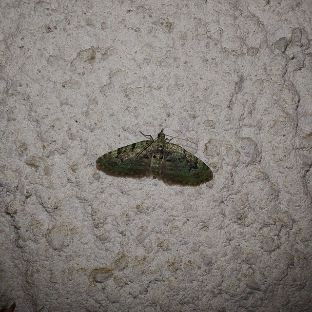 Chloroclystis v-ata - zöldes törpearaszoló