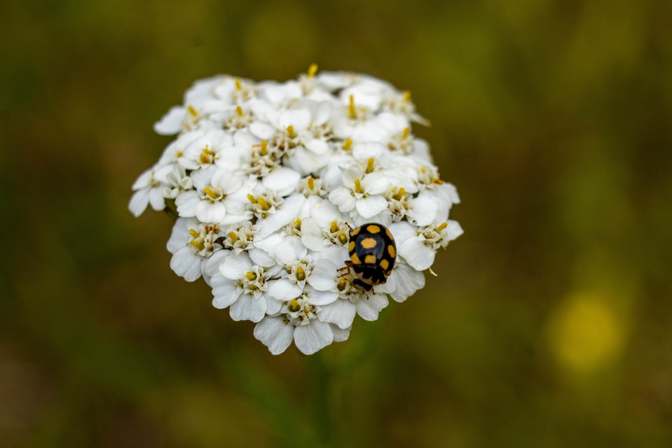 Coccinula quatuordecimpustulata - feketesárga katóka