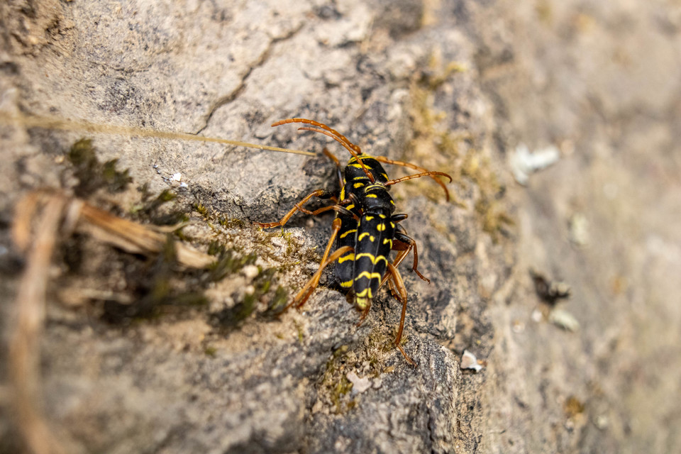 Plagionotus arcuatus - bársonyos darázscincér
