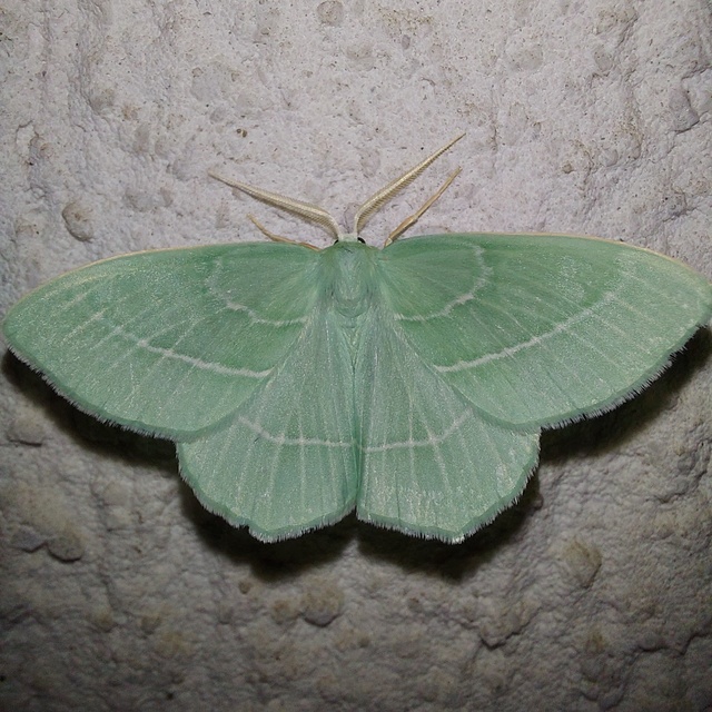 Hemistola chrysoprasaria - kékes zöldaraszoló