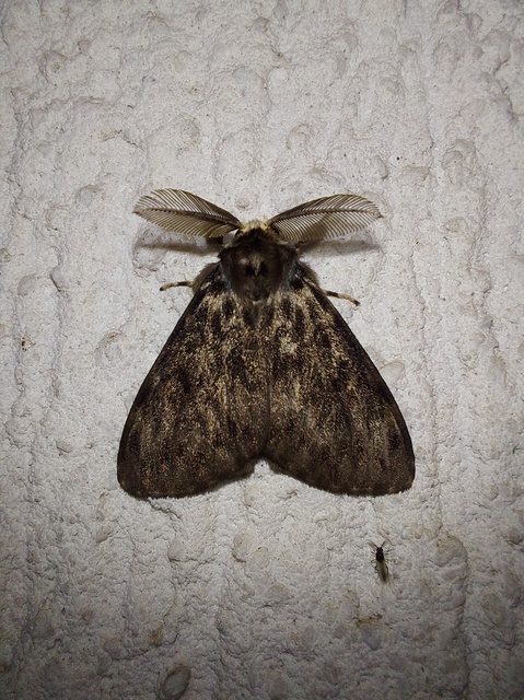 Lymantria monacha - apácalepke