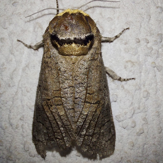 Cossus cossus - fűzfarontólepke