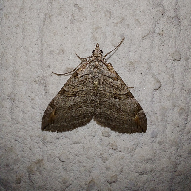 Aplocera efformata/plagiata