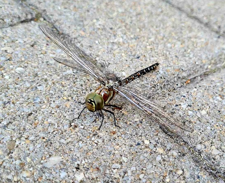 Aeshna mixta - kései karcsúacsa