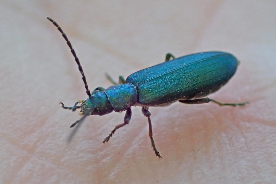Ischnomera