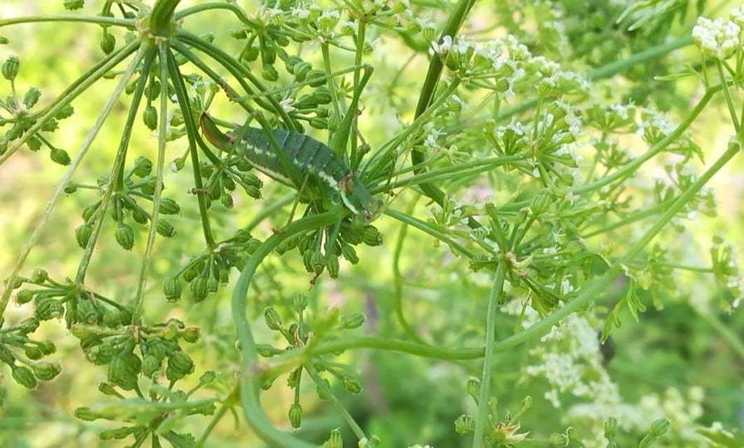 Leptophyes albovittata - közönséges virágszöcske