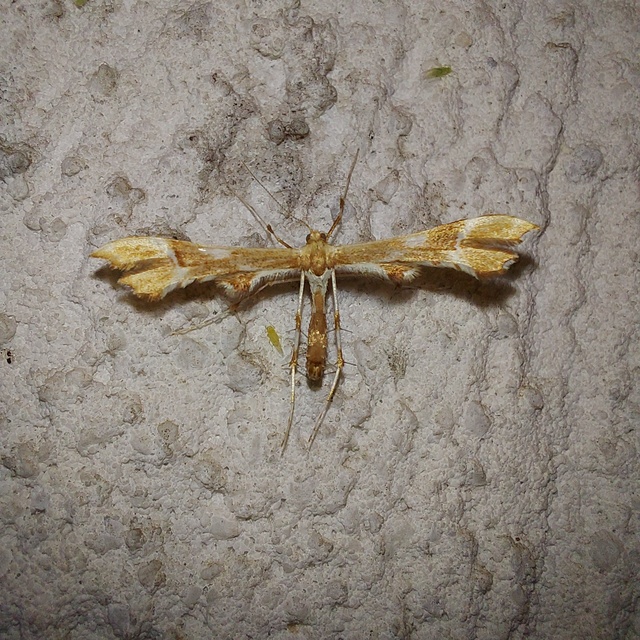 Cnaemidophorus rhododactyla - rózsabogyó-tollasmoly Cnaemidophorus rhododactyla - rózsabogyó-tollasmoly