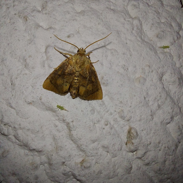 Apoda limacodes - kagylólepke