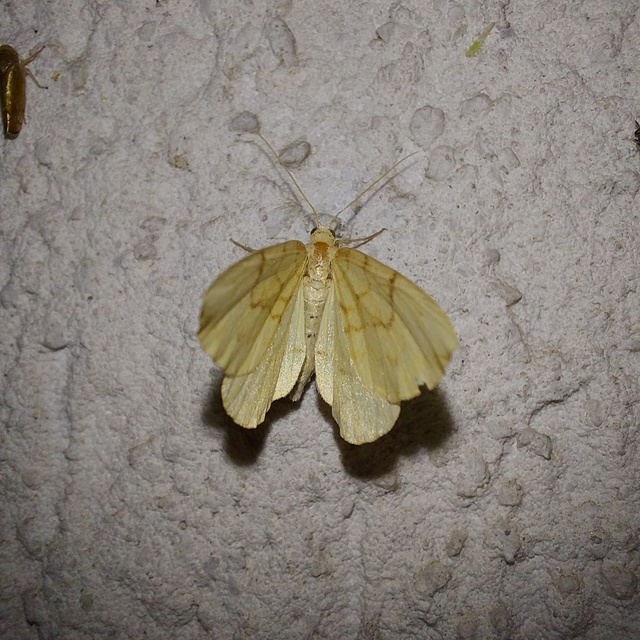 Eulithis pyraliata - sárga galajaraszoló