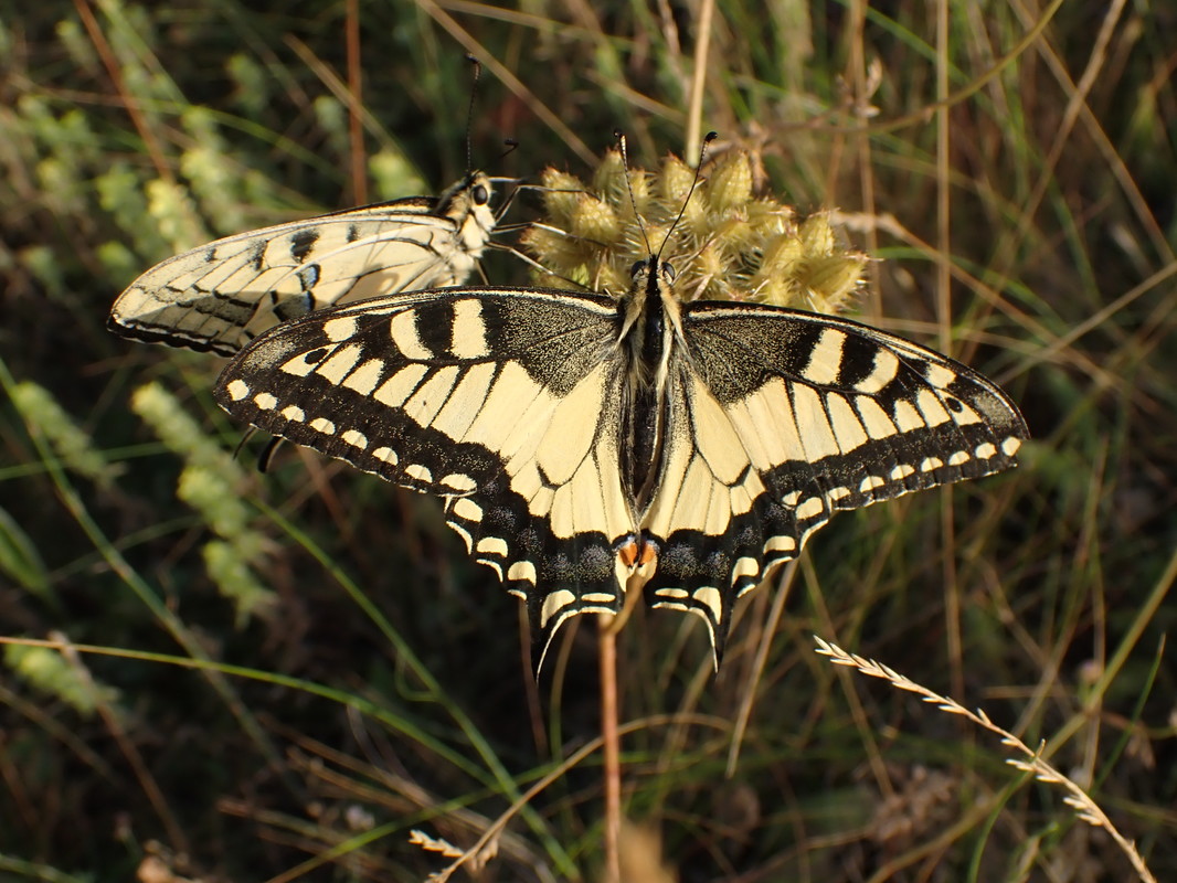 Papilio machaon - fecskefarkú lepke