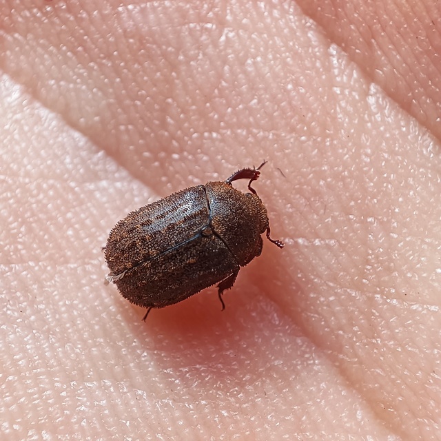 Aesalus scarabaeoides - szőrös szarvasbogár