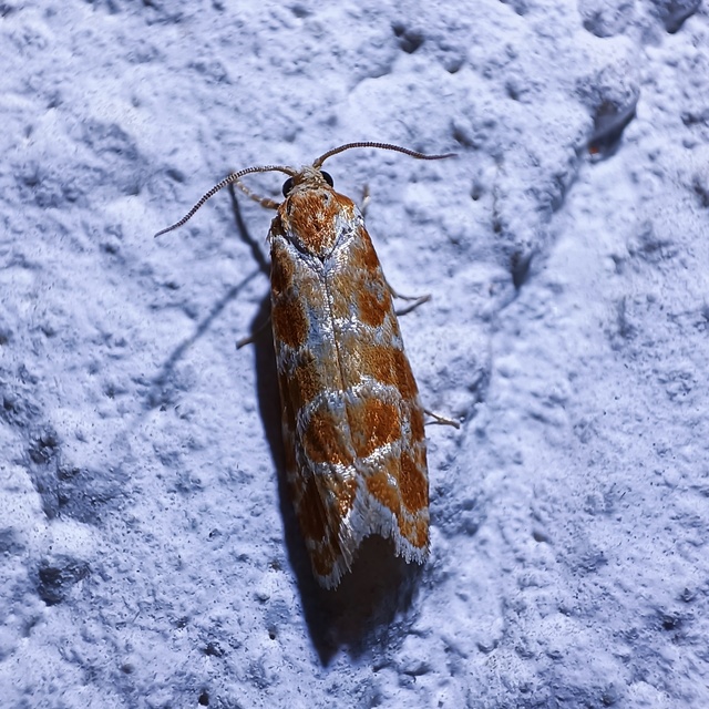 Rhyacionia pinicolana - piros gyantamoly