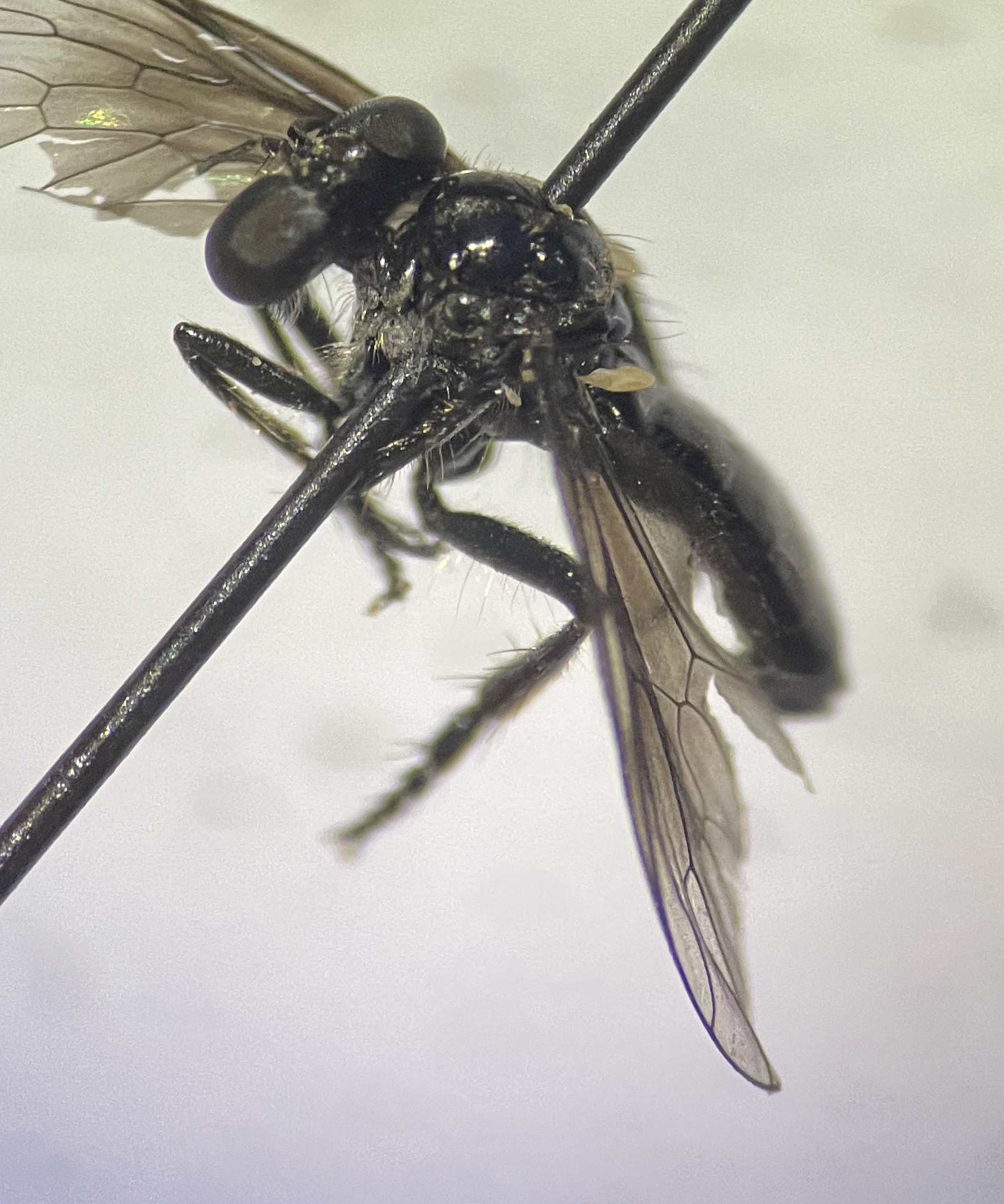 Holopogon dimidiatus