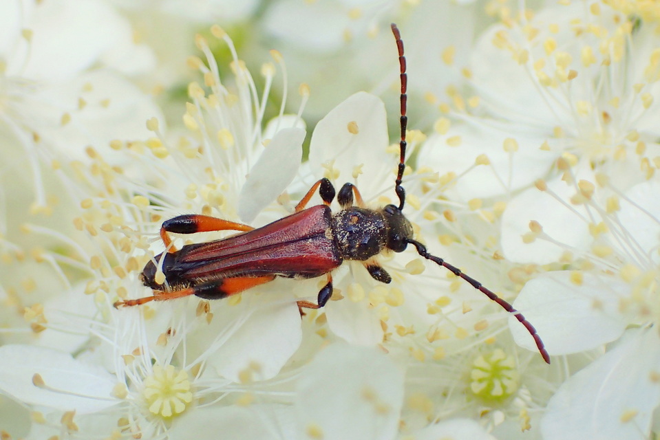 Stenopterus rufus - tarkacsápú keskenyfedőscincér