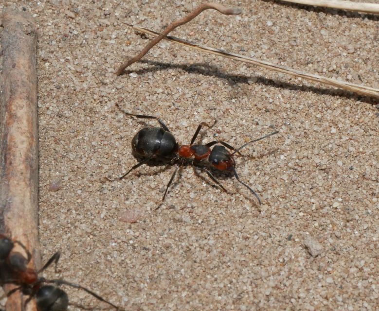 Formica pratensis - réti vöröshangya