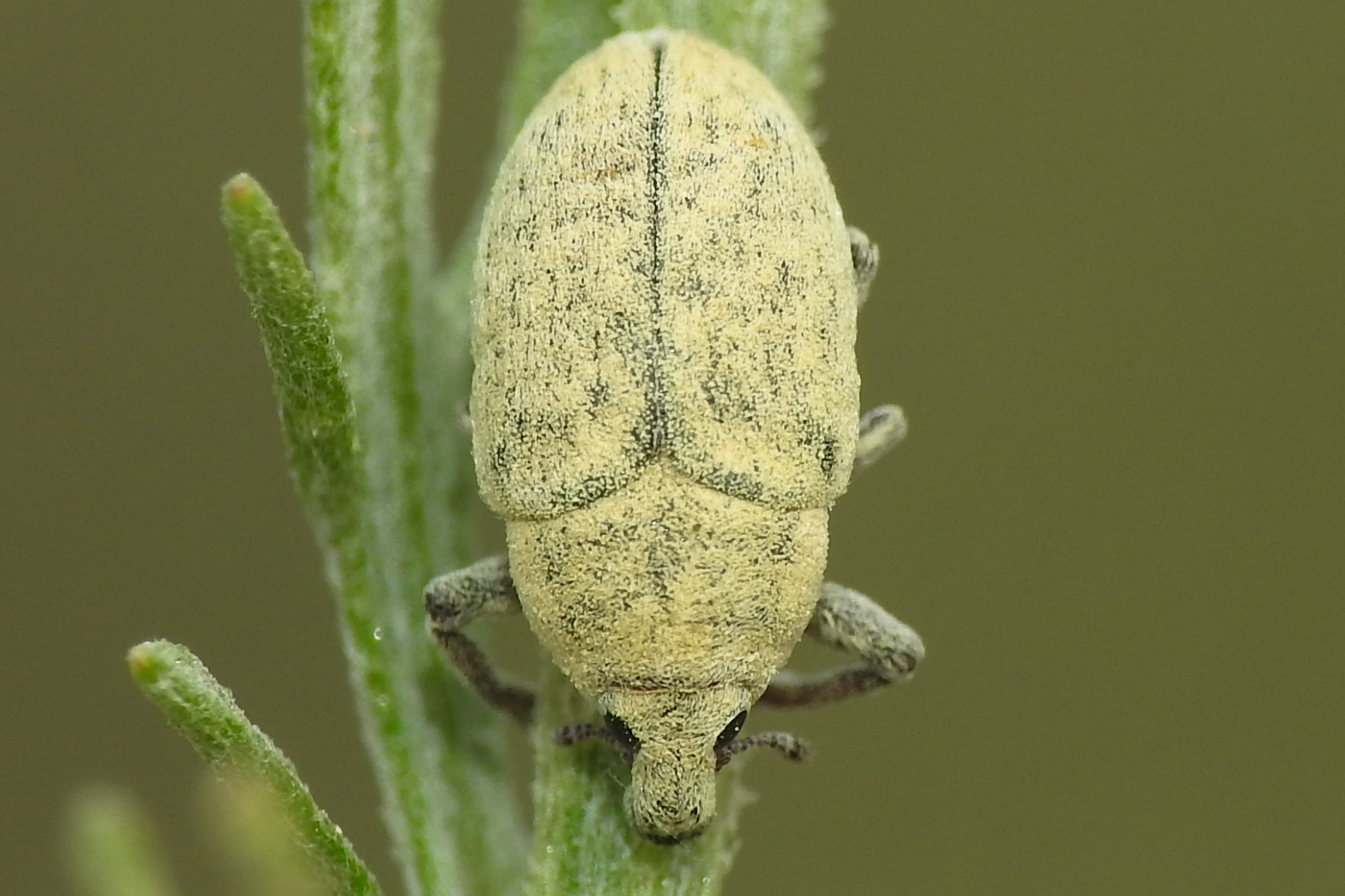Larinus minutus - aprópúderbarkó