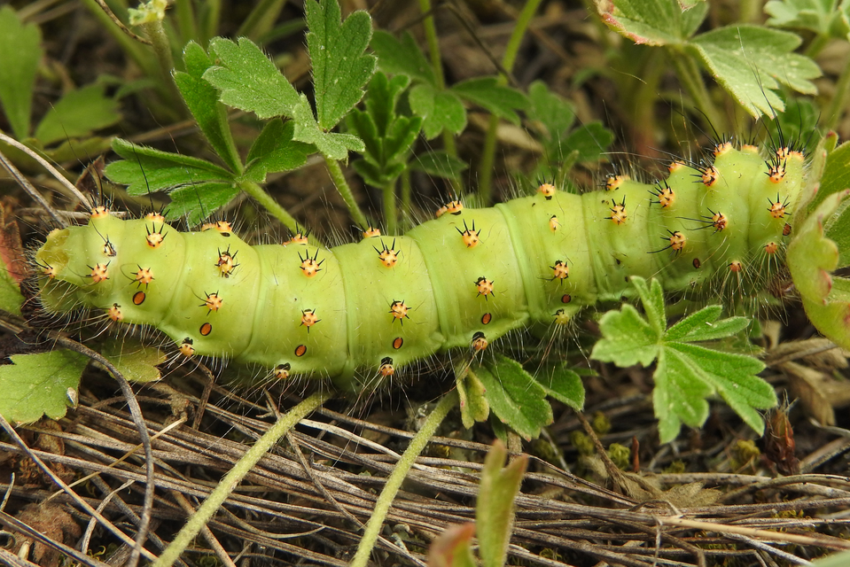 Saturnia pavoniella/pavonia Saturnia pavoniella/pavonia