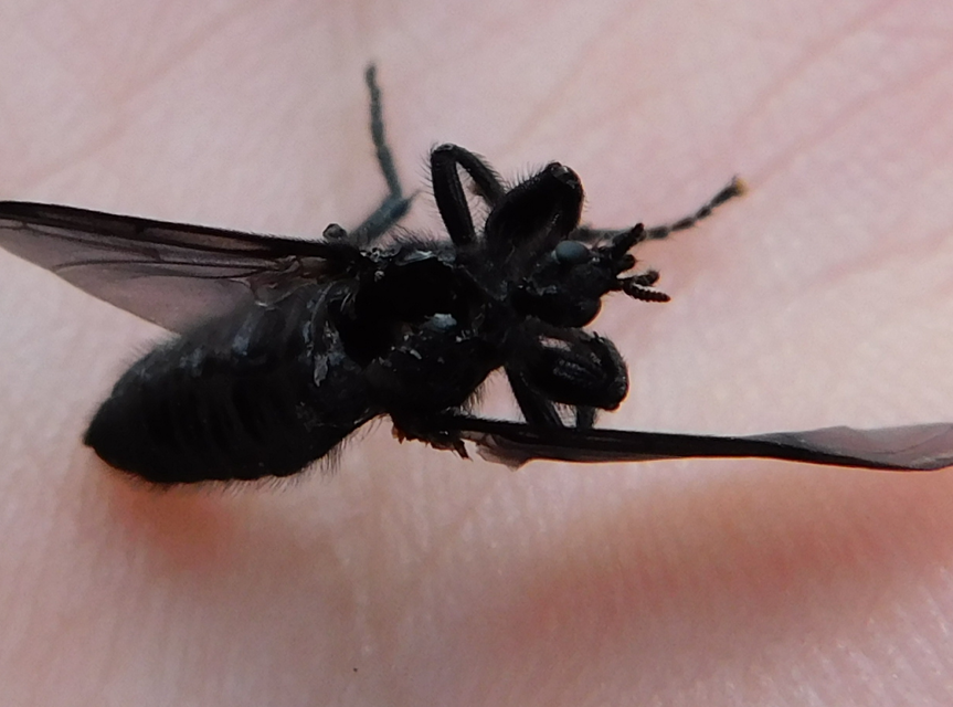 Bibionidae - bársonylegyek