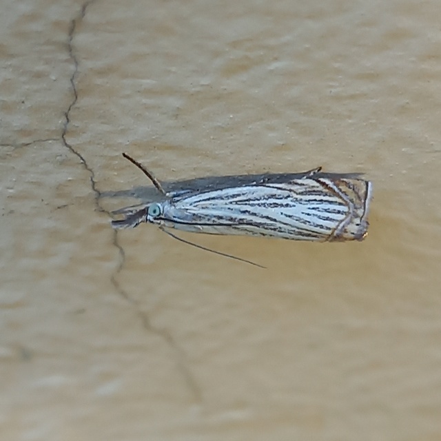 Chrysoteuchia culmella - kerti fűgyökérmoly