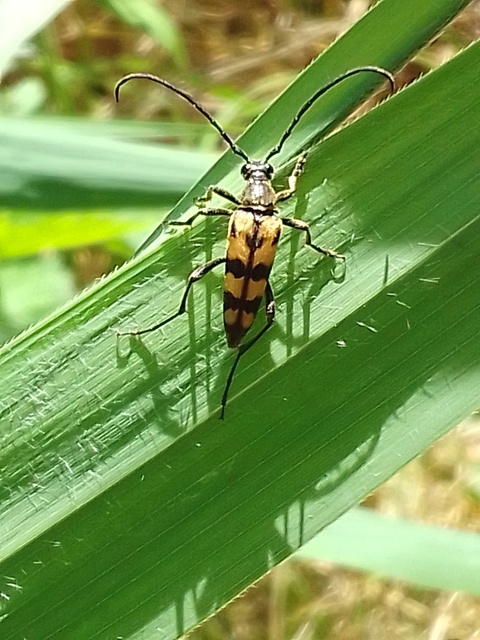 Leptura quadrifasciata - feketeszőrű szalagoscincér